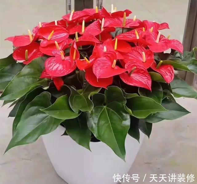 耐阴|13种耐阴花卉,光照不足也能生长旺盛,开花茂密