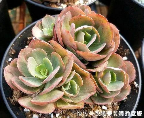 养多肉几天浇一次水?了解掌握几个要点,四季肥嘟嘟美美哒!