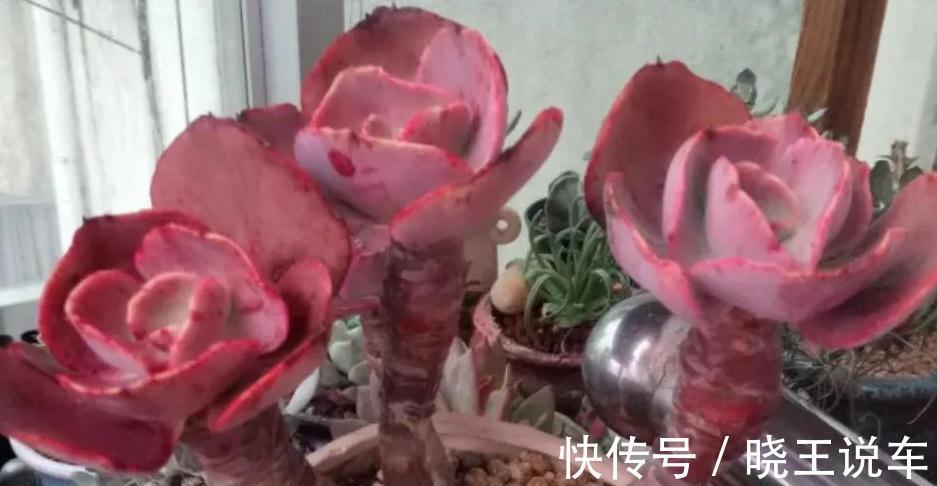多肉秀妍不爆侧芽怎么办，掌握4个方法，轻轻松松养爆盆