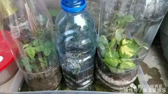 塑料瓶别扔了,用来养花真是神器!可别浪费了!