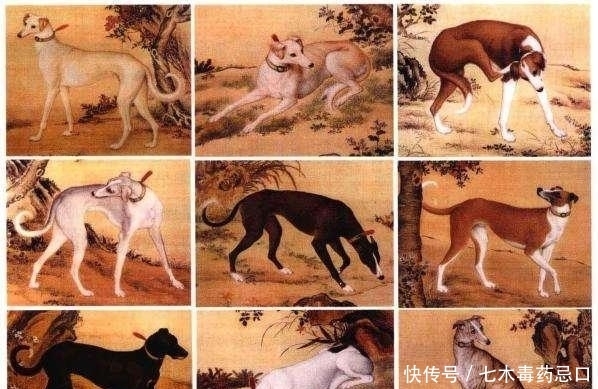 哮天犬到底是什么品种? 曾经是康熙打猎的最爱!