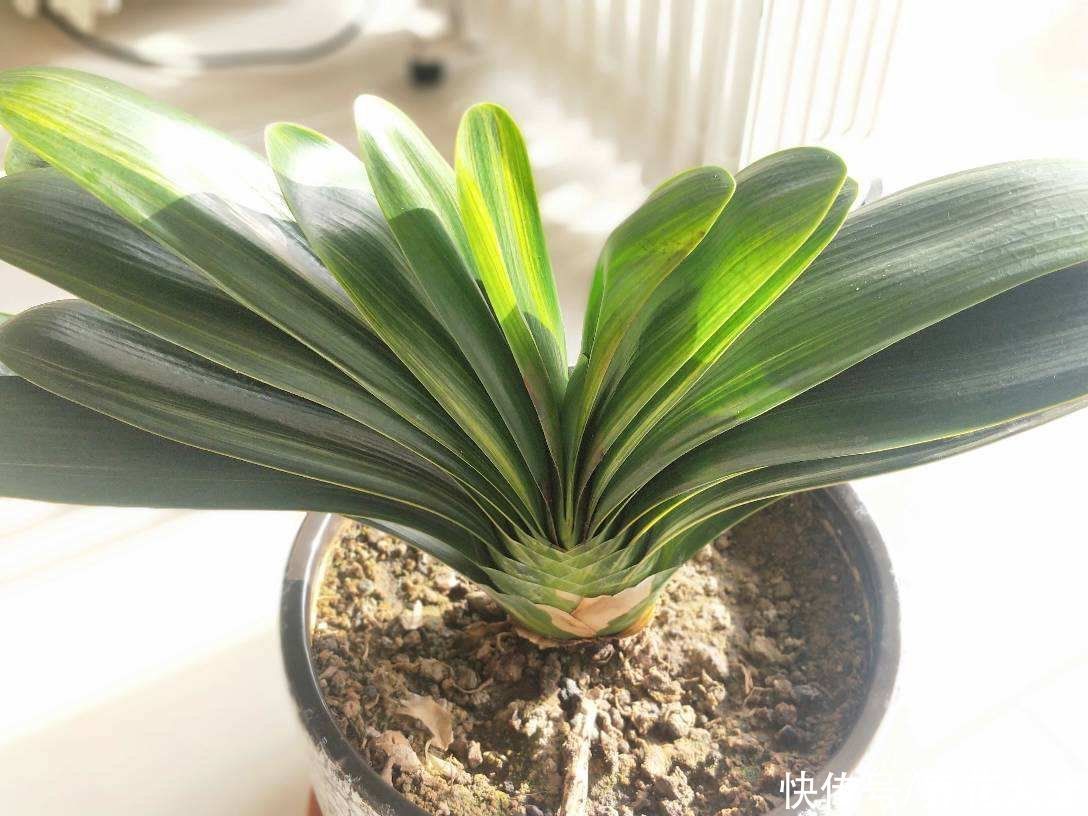 投资|3种花适合投资,养得越久越值钱,还能养成传家宝