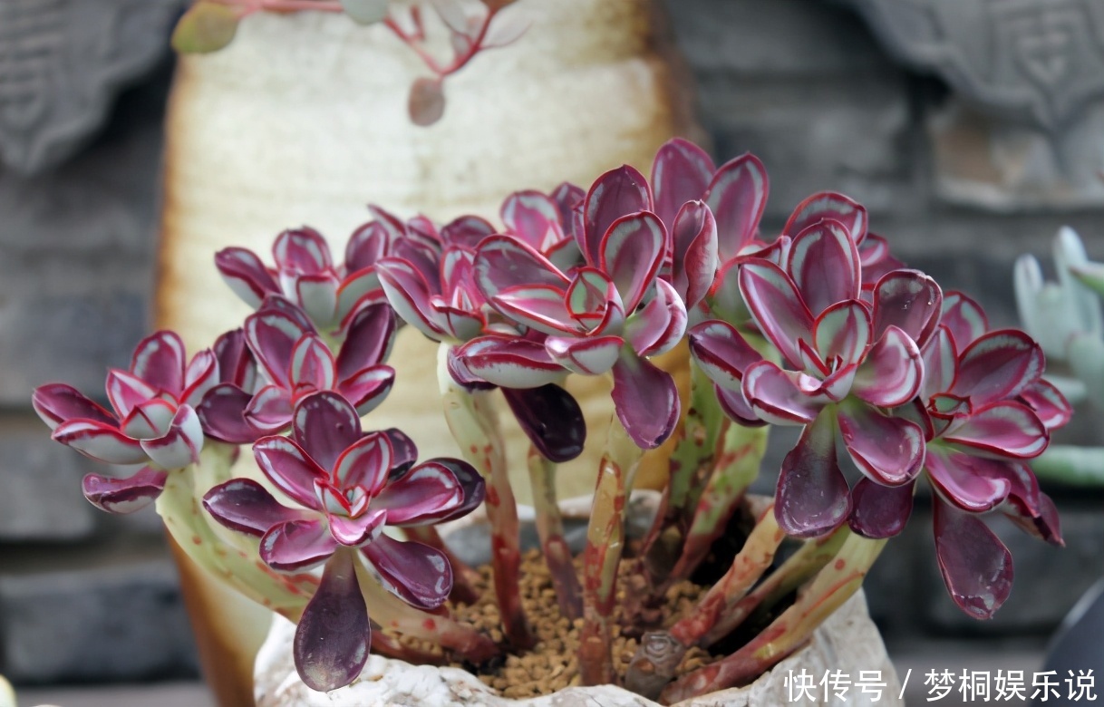 多肉|看到多肉叶子发蔫发软,经验丰富的老花匠一般不会急着浇水