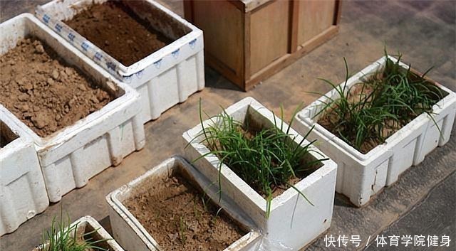 如何种植韭菜,您都知道吗浅谈韭菜的种植方法!