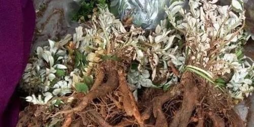 服用|农村一种毫不起眼野菜，农民拿去喂猪，殊不知是名贵中草药