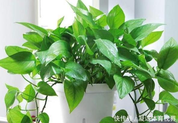 养花需谨记合理施肥,注意''3要素'',盆栽开花又大又漂亮