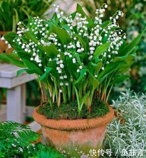 13种耐阴花卉,光照不足也能生长旺盛,开花茂密