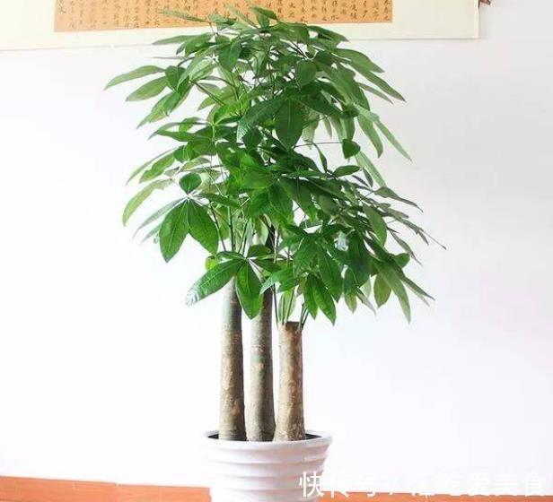 家里养了4种花,长不好就“剃个头”,剪秃了猛长出一茬新叶