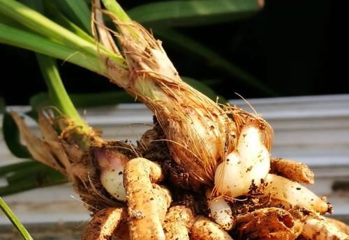 春分到，兰花施肥很重要，简单3步就能让兰花冒新芽