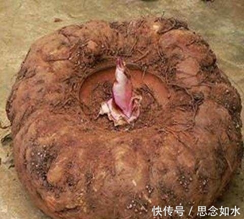 女人|女人別傻傻的去美容院,常吃這些天然食材,皮膚光滑有彈性