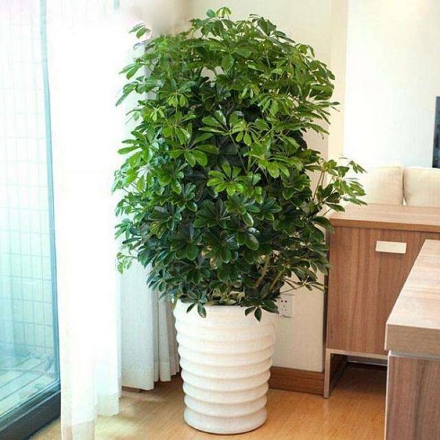 3种“好运”花,快来养一盆,好养爱爆盆,四季常油绿,招财又纳