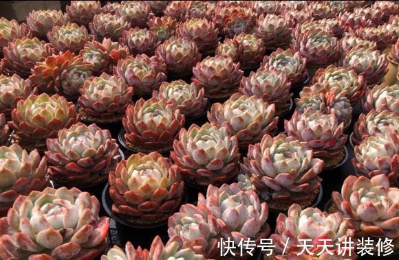 品种|做梦都想拥有的,桃林,橙林,独爱1种多肉,也是值得学习