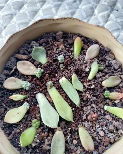 河沙才是养花万能土，家里的花，从不烂根、不黄叶