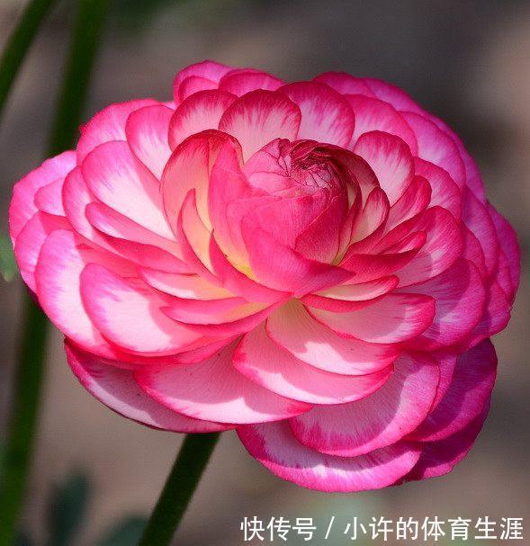 这花花漂亮似牡丹,30天不浇水都不死,一年四季都开花