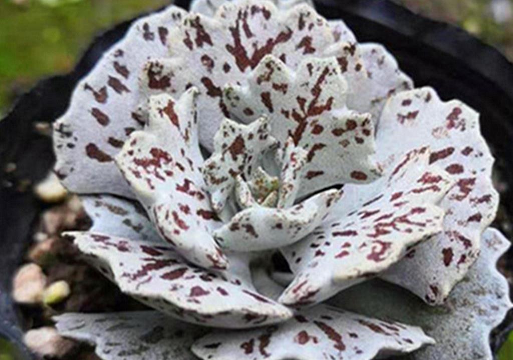 小美|买回家时还是小美肉,养不久就变成了小丑肉?从这些方面找找原因