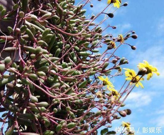 6种花适合吊起来养,挂在窗前,比窗帘还好看