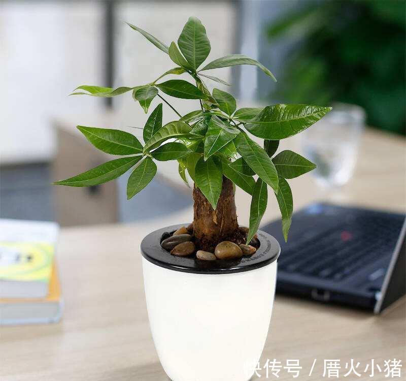 净化|发财树冬天过冬有3怕，避开就能安全过冬！四季常绿净化空气