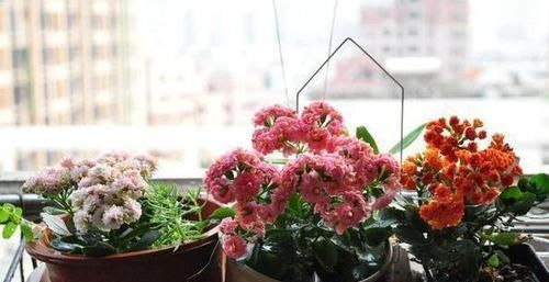  植物|学会制作、使用水果皮酵素养花，什么植物都能养得特别好