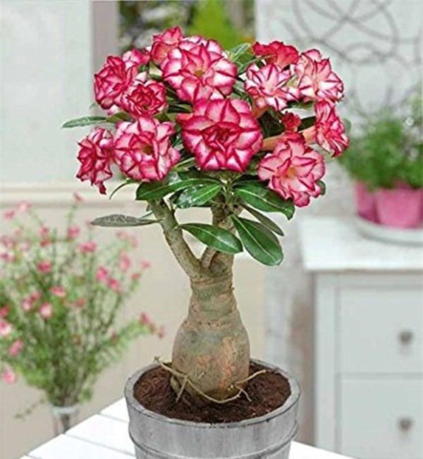 需要特殊照顾的花卉,小盆少水多太阳,长势反而更喜人