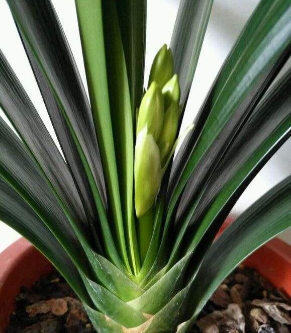 叶子长|给君子兰盆里,丢一点这个,叶子又绿又亮,一年开花两次