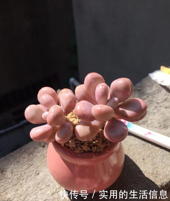 养不死的“桃蛋”,用“小陶盆”养,爆盆快,60天成老桩!