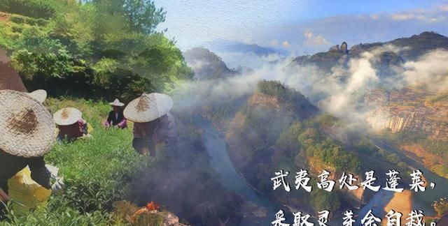 问了10个人9个都错了,大红袍不是红茶你知道吗