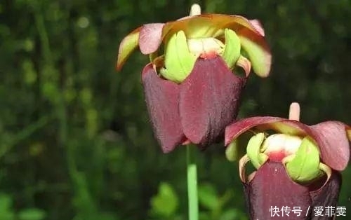 一直被蚊子咬?是因为你少了这些驱蚊草,养一盆整个夏天不用蚊香