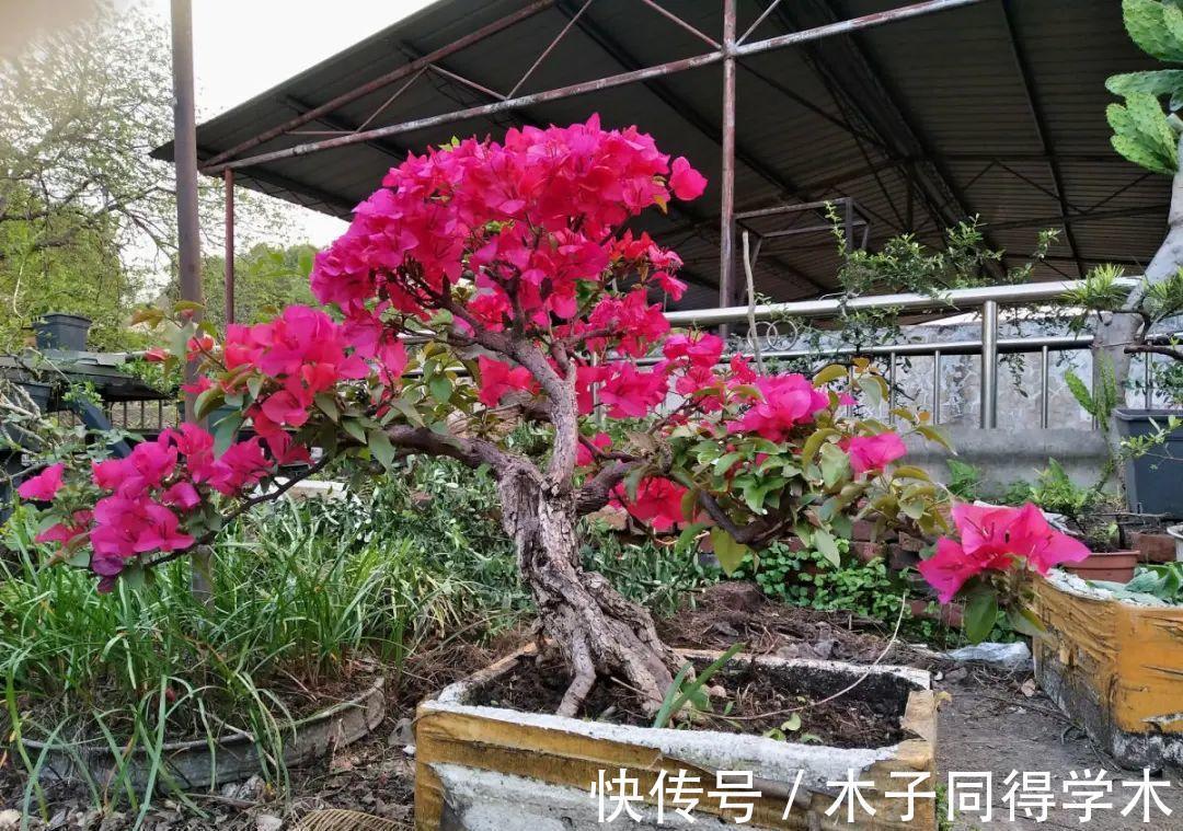 7种花，立秋后换盆，秋冬才能越养越好