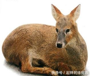 汉武帝|月支国送给汉昭帝“黑丸”，它竟是罕见的“异宝”