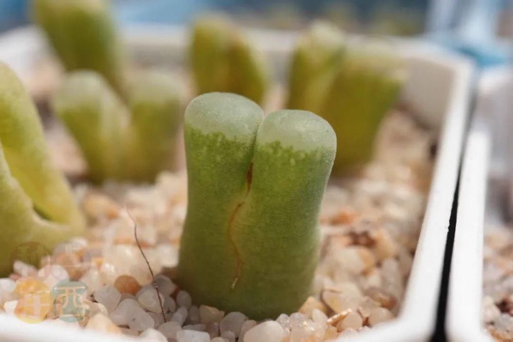  磁铁|磁铁风铃Conophytum Concordans