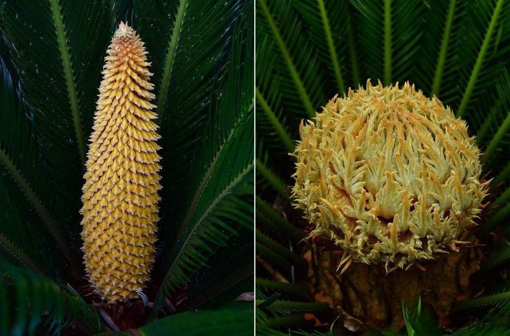 解放公园 谁道人间四月芳菲尽？武汉六月盛芳菲