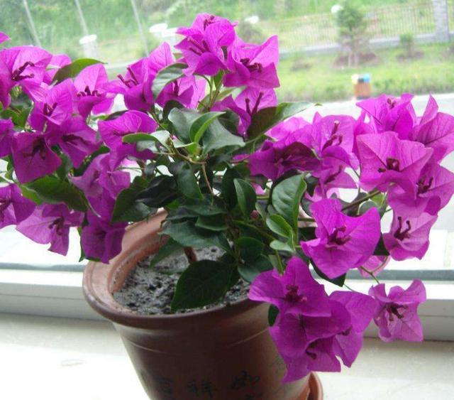 喜阳光充足的“4种花”，多晒太阳，株型饱满、花大色艳开爆盆