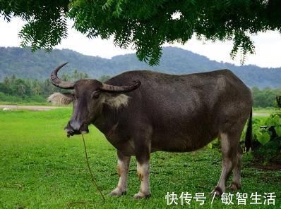 清新|杨万里的两首绝句，清新朴实，美如画卷，更令人百读不厌