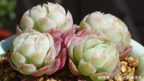 漂亮|漂亮的多肉需要控养,方法不对就是在害多肉,这些常识最好早知道