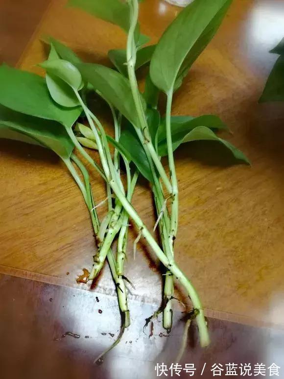 塑料瓶扔了太可惜!用来养绿萝,效率高,成活快,一养一大片!