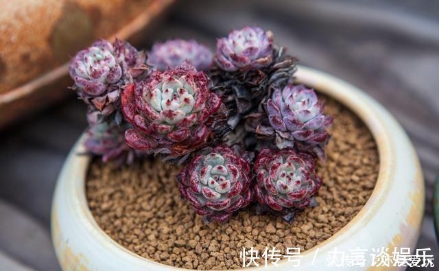 根系好的多肉,平时有这3种表现,及时培养快速长成老桩