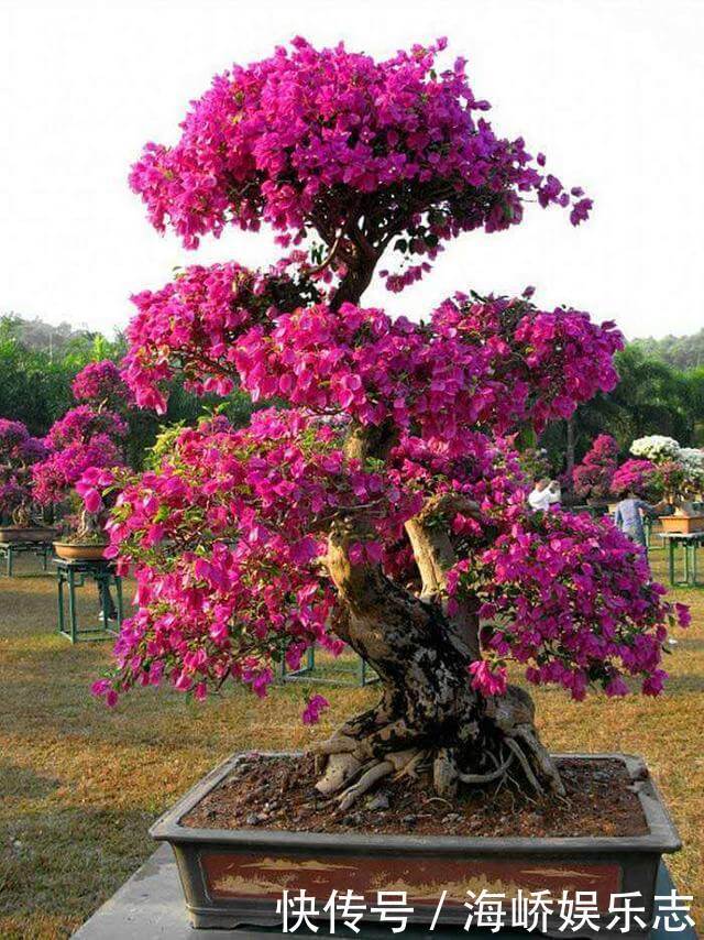 小花|三角梅盆景开花落败，抓紧时间修剪一番，再次开花很简单