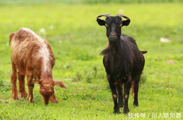四川人|就今晚,四川人要对羊下手了