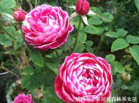 彩纸|新手养花，不如养盆花中精品“彩纸口红”，花开似唇彩，淡雅秀丽