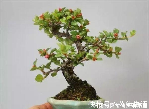 客厅|这“3种树”有钱人最爱养,比花还好看,客厅摆几盆,福气滚滚来!