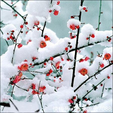 新韵|七绝《雪梅》新韵