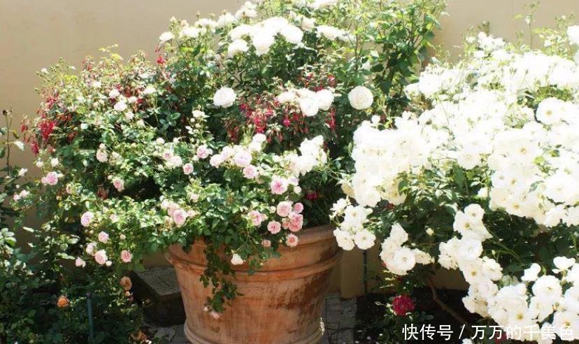 常年|在花盆里如何养好月季花,让月季常年开花的技巧