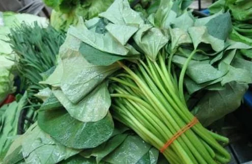 红薯叶为何一炒就黑