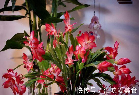 冬季怎样管理蟹爪兰,以便不会落蕾,又开出美丽的鲜花