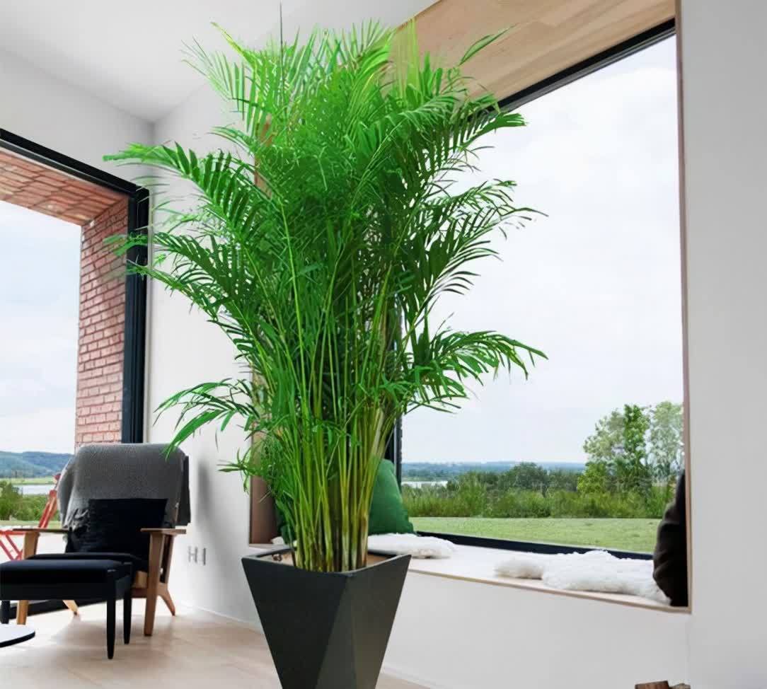 20种吉利大盆栽,客厅放一盆,吸收废气去异味,寓意好更养人