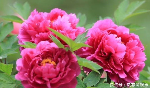 牡丹花|新手养护花卉,就养“花中之王”,比玫瑰、菊花强的画虎!