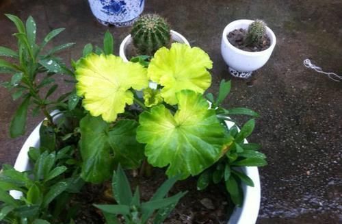 浇水|养花总是黄叶,那是忽略了这3处“细节”,后悔刚知道