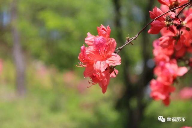 宛如仙境！肥东百万株映山红进入盛花期！不要错过~