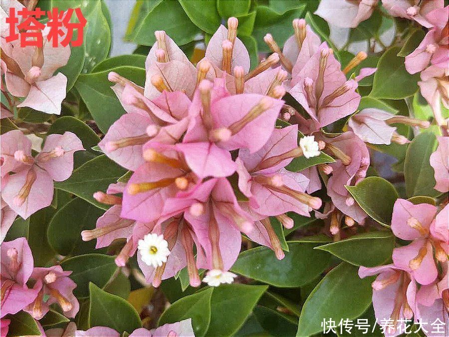 抗病、不招虫的天竺葵，屋里养一盆，开花一茬接一茬