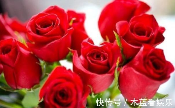 玫瑰|喜欢菊花，不妨养精品玫瑰花“卡罗拉”，红艳如火，寓意爱情！